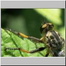 Neoitamus cyanurus - Raubfliege w03.jpg